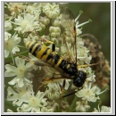 Tenthredo amoena - Blattwespe w09.jpg